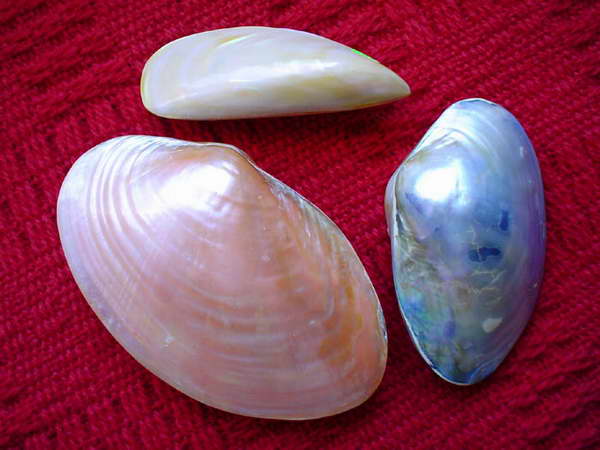 Warto pamiętać, że większość mięczaków może potencjalnie wytwarzać perły. Niektóre mogłyby mieć całkiem imponujące barwy. 