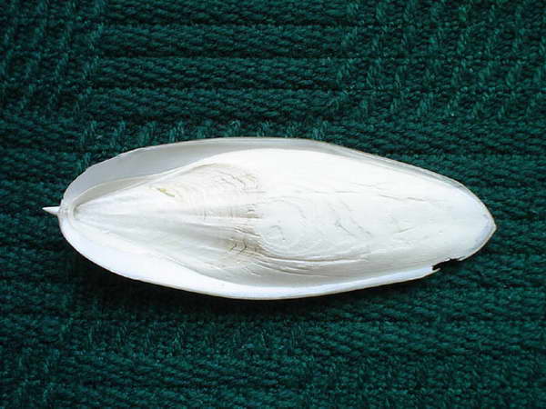 Sepia officinalis /L.1758/ - 115 mm. "Kość mątwy" wykorzystywano w XIX wieku,jako lek na krzywicę.