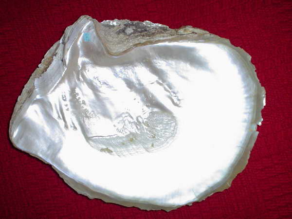 Pinctada maxima /L.1758/ - 287 mm. Gatunek ten rodzi cenne perły, a także dostarcza grubej warstwy macicy perłowej.
