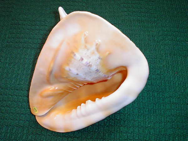 Morelowe wnętrze przyłbicy Cassis cornuta jest "mieszkaniem" dużego mięczaka, którego ciało często spożywa się na wyspach Indopacyfiku.