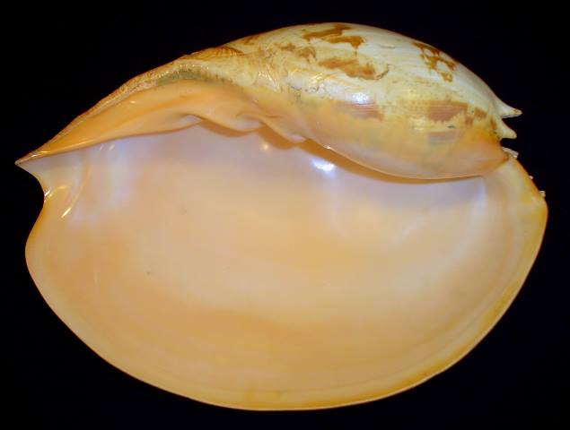<strong>Melo umbilicatus</strong><BR>(Sowerby I, 1826)<BR>PAPUA NOWA GWINEA, 378 mm